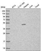 C7orf25 Antibody in Western Blot (WB)