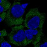 GIGYF2 Antibody in Immunocytochemistry (ICC/IF)
