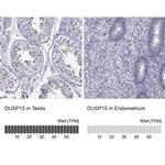 DUSP15 Antibody in Immunohistochemistry (IHC)