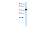Nkx2.4 Antibody in Western Blot (WB)