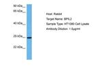 BPIL2 Antibody in Western Blot (WB)