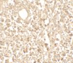 TMEM107 Antibody in Immunohistochemistry (IHC)