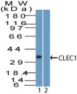 CLEC1A Antibody in Western Blot (WB)