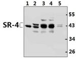 HTR4 Antibody in Western Blot (WB)
