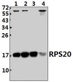 RPS20 Antibody in Western Blot (WB)