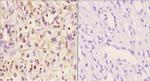 Myeloid Specific Antigen Antibody in Immunohistochemistry (Paraffin) (IHC (P))