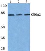 CNGA2 Antibody in Western Blot (WB)