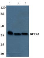 GPR20 Antibody in Western Blot (WB)