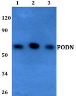 PODN Antibody in Western Blot (WB)