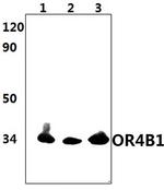 OR4B1 Antibody in Western Blot (WB)