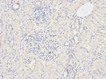GSTM2 Antibody in Immunohistochemistry (Paraffin) (IHC (P))