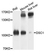 DSC1 Antibody in Western Blot (WB)