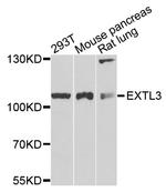 EXTL3 Antibody in Western Blot (WB)