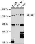 ZBTB17 Antibody in Western Blot (WB)