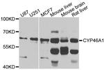 CYP46A1 Antibody in Western Blot (WB)