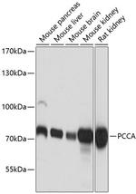 PCCA Antibody in Western Blot (WB)