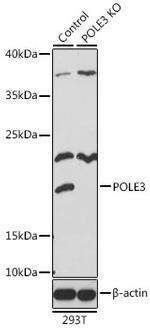 POLE3 Antibody in Western Blot (WB)