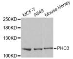 PHC3 Antibody in Western Blot (WB)