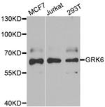 GRK6 Antibody in Western Blot (WB)