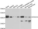 ERGIC2 Antibody in Western Blot (WB)