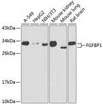 FGFBP1 Antibody in Western Blot (WB)