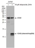 ICAD (cleaved Asp224) Antibody in Western Blot (WB)