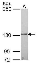 IL-16 Antibody in Western Blot (WB)