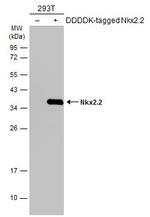 Nkx2.2 Antibody in Western Blot (WB)