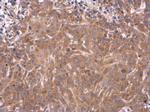 SERPINA5 Antibody in Immunohistochemistry (Paraffin) (IHC (P))