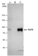 TCF3 Antibody in Immunoprecipitation (IP)