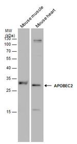 APOBEC2 Antibody in Western Blot (WB)