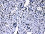 hnRNP A1 Antibody in Immunohistochemistry (Paraffin) (IHC (P))