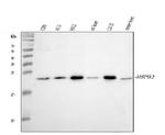HSPB2 Antibody in Western Blot (WB)