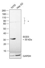 SOD3 Antibody in Western Blot (WB)