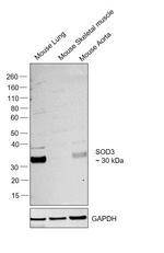 SOD3 Antibody in Western Blot (WB)