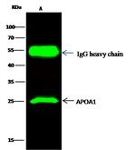 ApoA1 Antibody in Immunoprecipitation (IP)