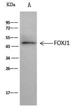 FOXJ1 Antibody in Immunoprecipitation (IP)