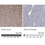 GST Omega 1 140A Antibody
