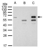 HDAC1 Antibody in Immunoprecipitation (IP)