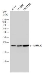 MRPL40 Antibody in Western Blot (WB)