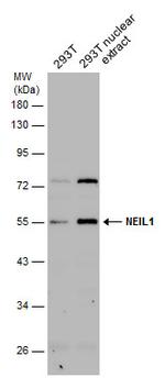 NEIL1 Antibody in Western Blot (WB)