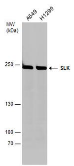 SLK Antibody in Western Blot (WB)