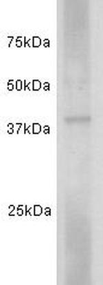 CD24 Antibody in Western Blot (WB)