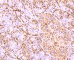 UBA3 Antibody in Immunohistochemistry (Paraffin) (IHC (P))