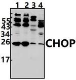 CHOP Antibody in Western Blot (WB)