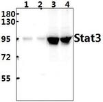 STAT3 Antibody in Western Blot (WB)
