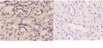 ETS1 Antibody in Immunohistochemistry (Paraffin) (IHC (P))
