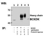 BCKDK Antibody in Immunoprecipitation (IP)