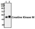Creatine Kinase MM Antibody in Western Blot (WB)