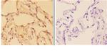 c-Abl Antibody in Immunohistochemistry (Paraffin) (IHC (P))